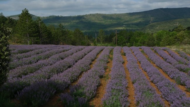 Le domaine de Castillou, un écrin de verdure