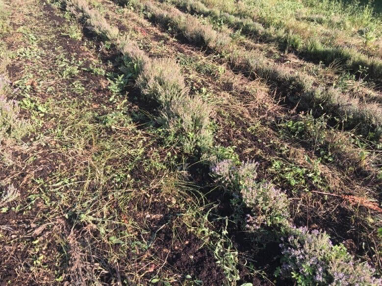 Épandage de compost sur une parcelle de thym
