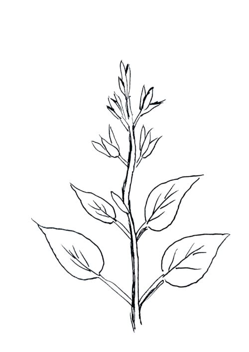 Dessin de Sauge sclarée