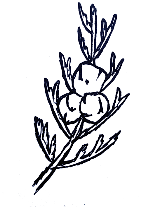 Dessin de Cyprès