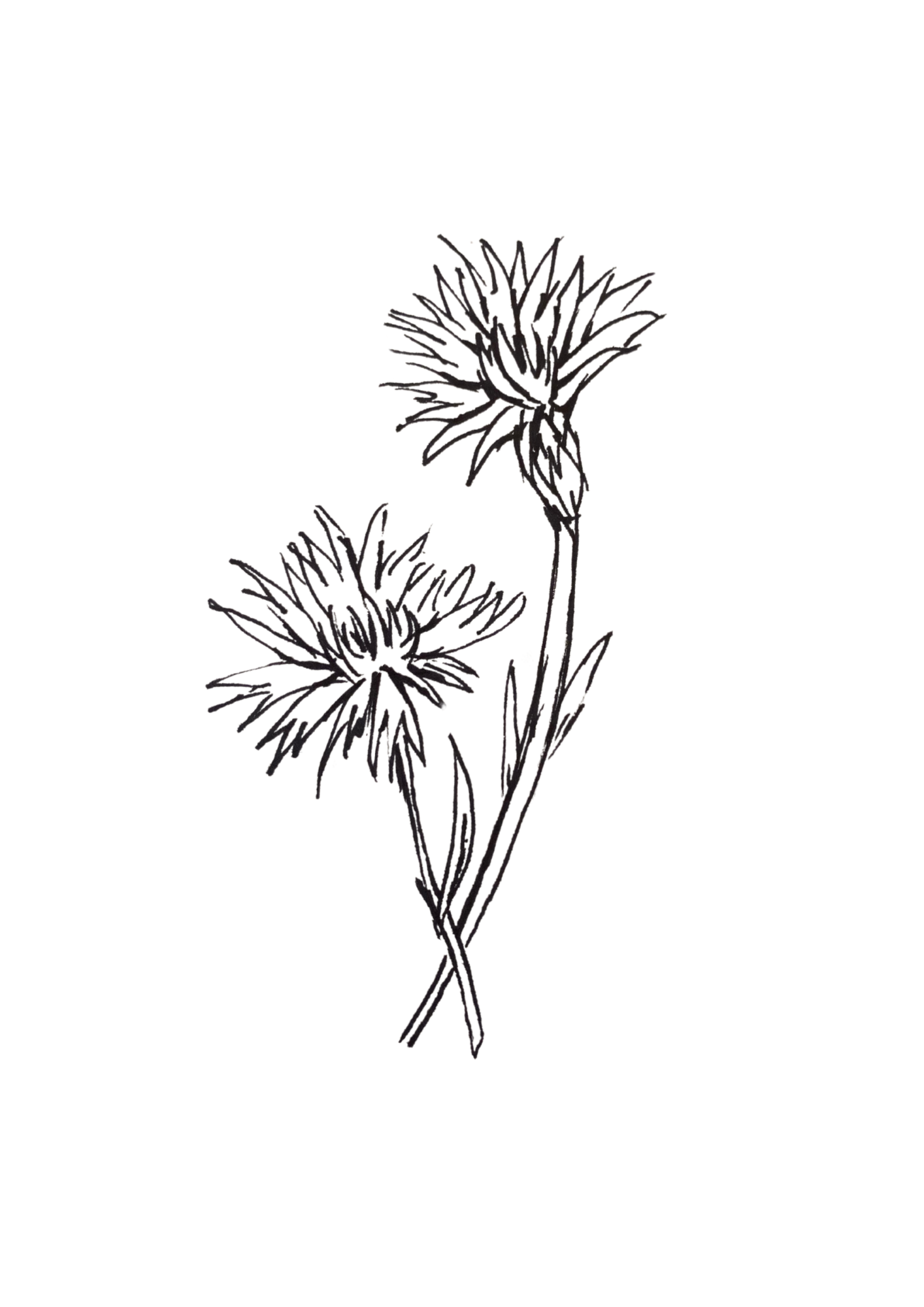 Dessin de eau de bleuet