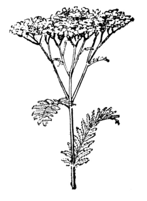 Dessin de Achillée millefeuille