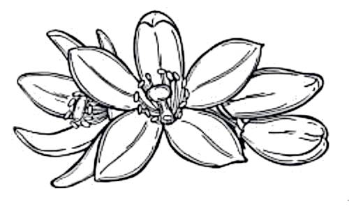 Dessin de Fleur d'oranger