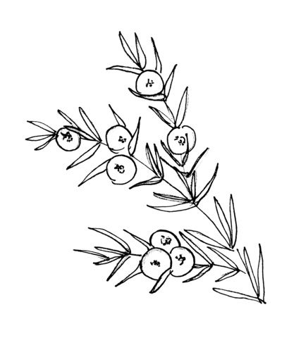 Dessin de Genévrier