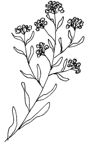 Dessin de Helichryse de Corse