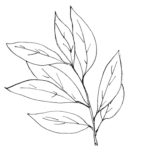 Dessin de Laurier noble