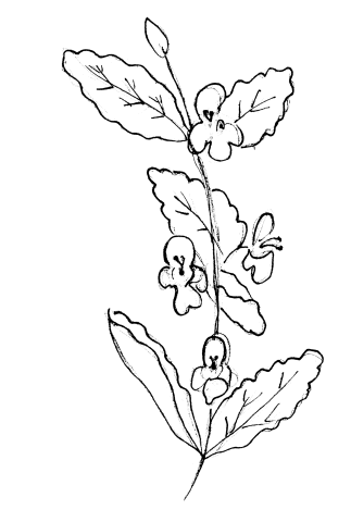 Dessin de Mélisse