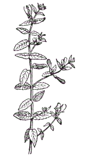 Dessin de Menthe verte
