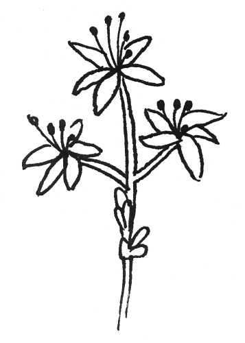 Dessin de Millepertuis