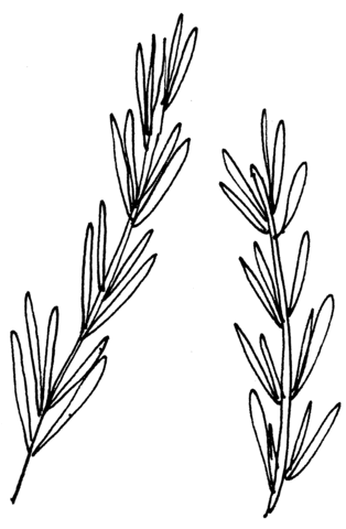 Dessin de Romarin