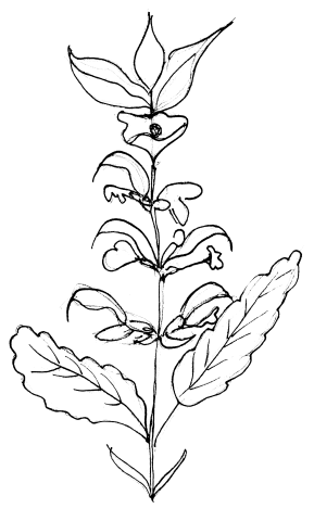 Dessin de Sauge officinale