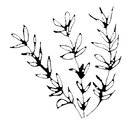 Dessin de Thym à linalol