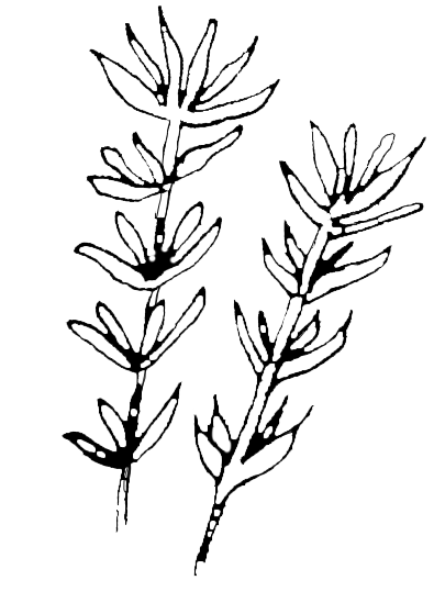 Dessin de Thym à thymol